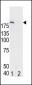 Phospho-EGFR(Y1172) Antibody